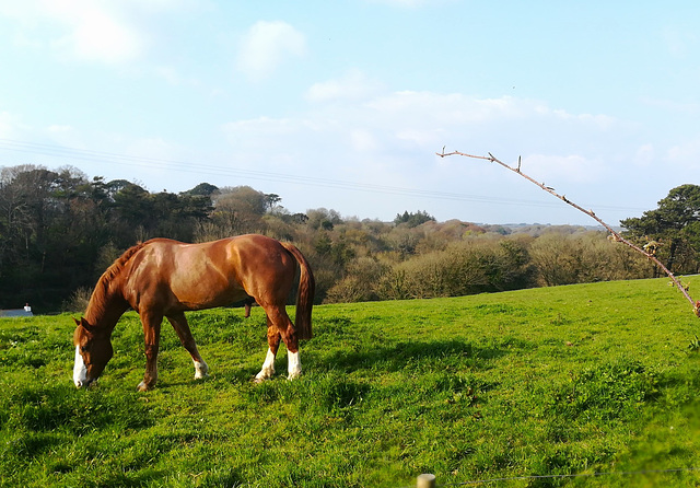 Another handsome horse enjoying the lush St Day grass!