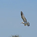 A Juvenile Ring-billed Gull in Flight