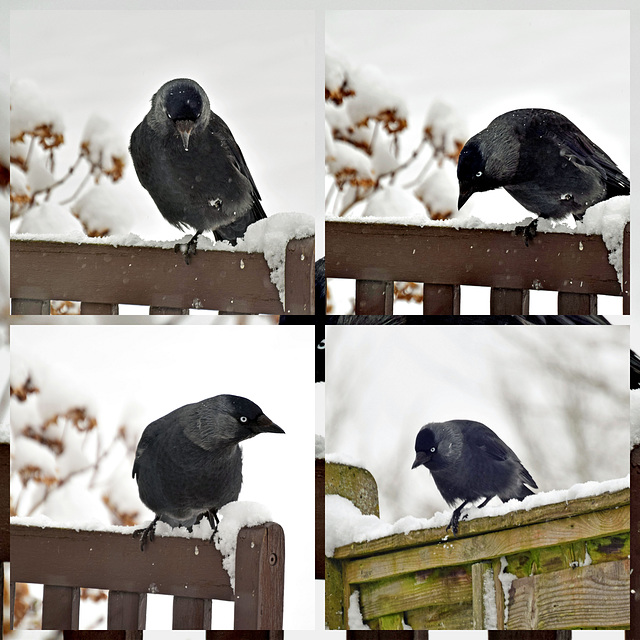 Jackdaw in the Snow.