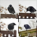 Jackdaw in the Snow.
