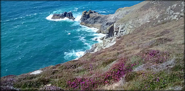 St Agnes Head and heather, for Pam.