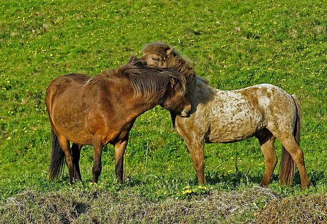 Wahre Liebe - True Love