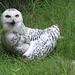 Female snowy owl