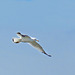 Juvenile Ring-billed Gull in Flight