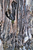 Rinde eines alten Baumes in Pompeji
