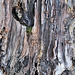 Rinde eines alten Baumes in Pompeji