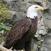 Bald Eagle (Explored)