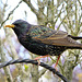 Starling with a beak full