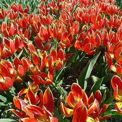 Nederland - Limmen, Hortus Bulborum/Duc van Tol tulpen