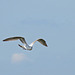 Juvenile Ring-billed Gull in Flight