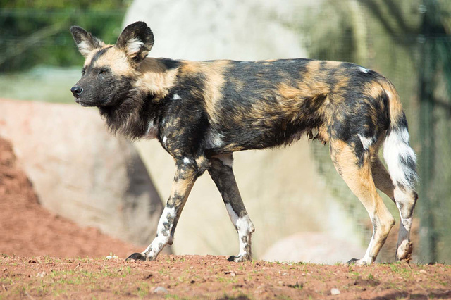 African painted dog (1)