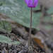 Erdei ciklámen (Cyclamen purpurascens) 2019   77