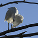 Egretta garzetta, Garça-branca