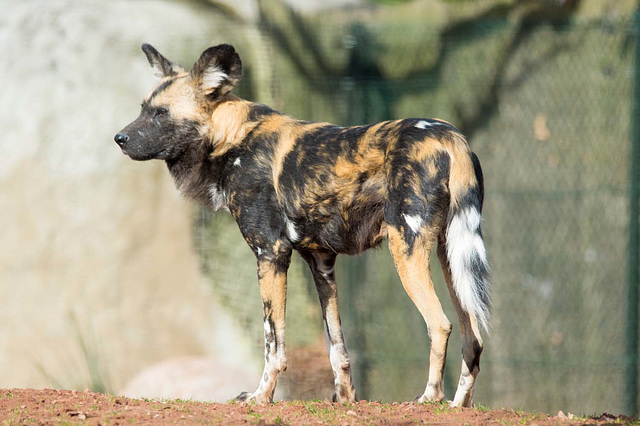 African painted dog (2)