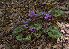 Erdei ciklámen (Cyclamen purpurascens) 2019   99