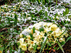 Primroses under April snow