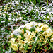 Primroses under April snow