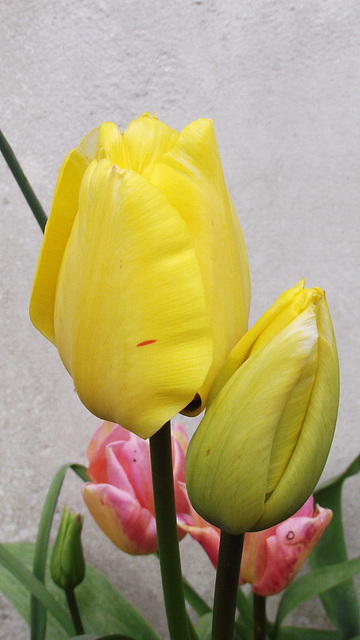 New yellow tulips