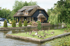 Geese By The Bure