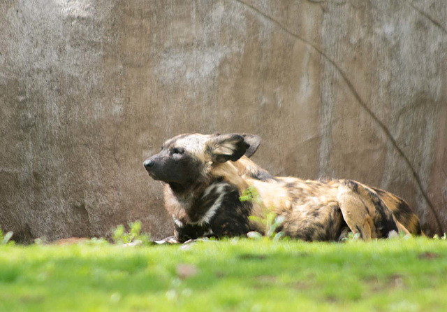 African painted dog3