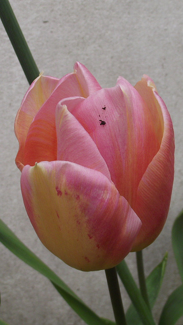 A lovely dual coloured tulip