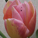 A lovely dual coloured tulip