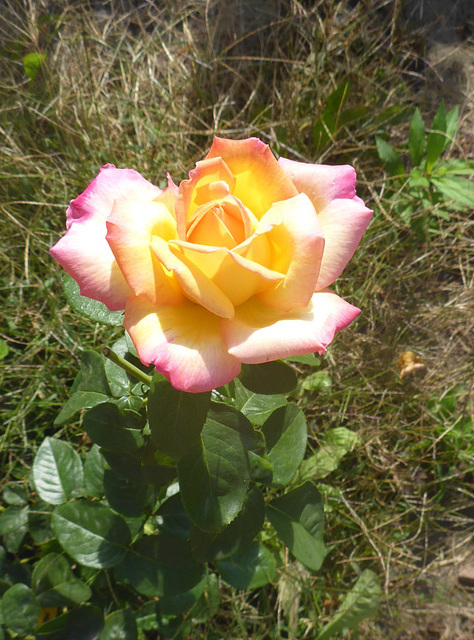 Rose in meinem Garten - rozo en mia ĝardeno