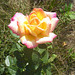 Rose in meinem Garten - rozo en mia ĝardeno