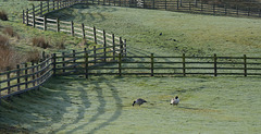 Geese and fences