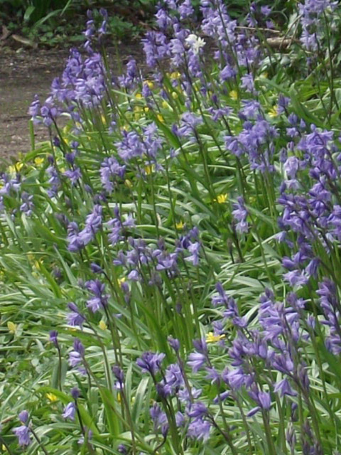 Part of my driveway which are full of bluebells