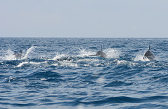 Azores, The Island of Pico, A Flock of Dolphins
