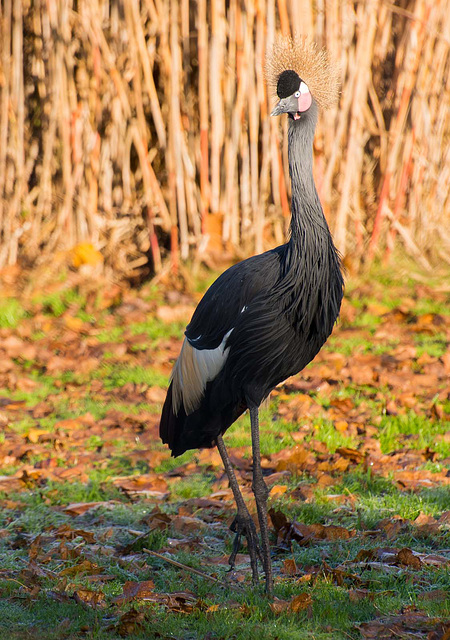 Africcan crowned crane.2jpg
