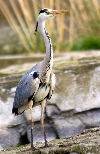Another heron photo from last summer..