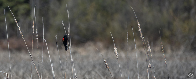 Blackbird on Cattails and Update!