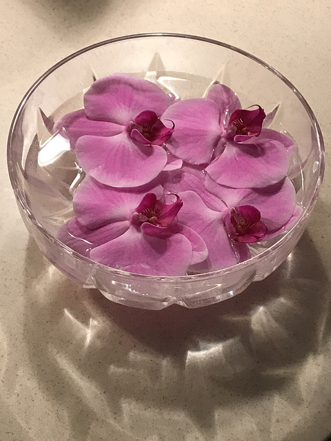 salvaged orchids 2