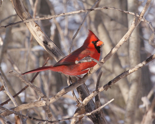 cardinal rouge/red cardinal