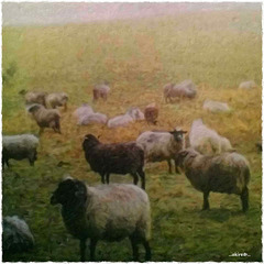 ...sheep flock in the morning haze...