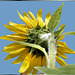 Sunflowers beautiful backside.  ©UdoSm