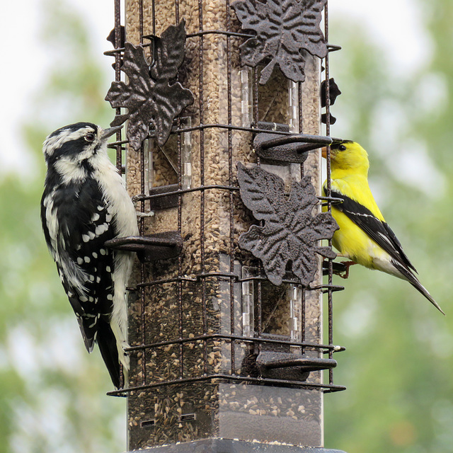 Downy Woodpecker and American Goldfinch