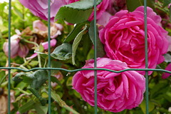 fenced roses