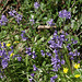 Celandines and bluebells - lovely colours