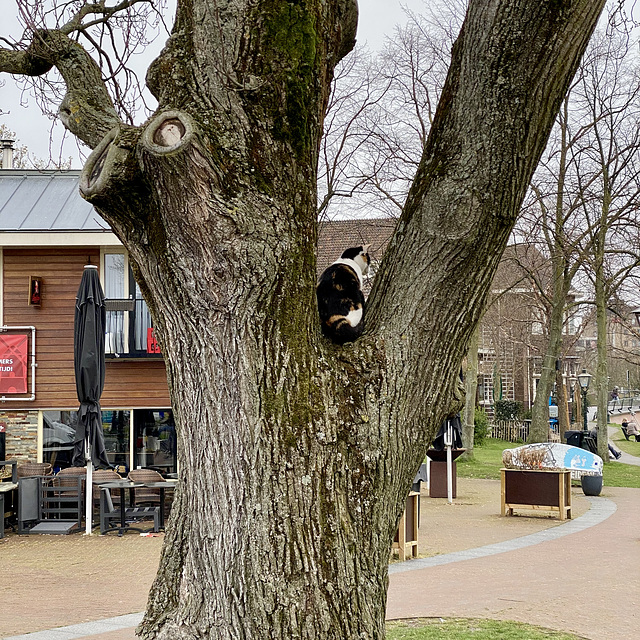 The cat sat in the tree