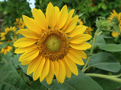 Perfect sunflower