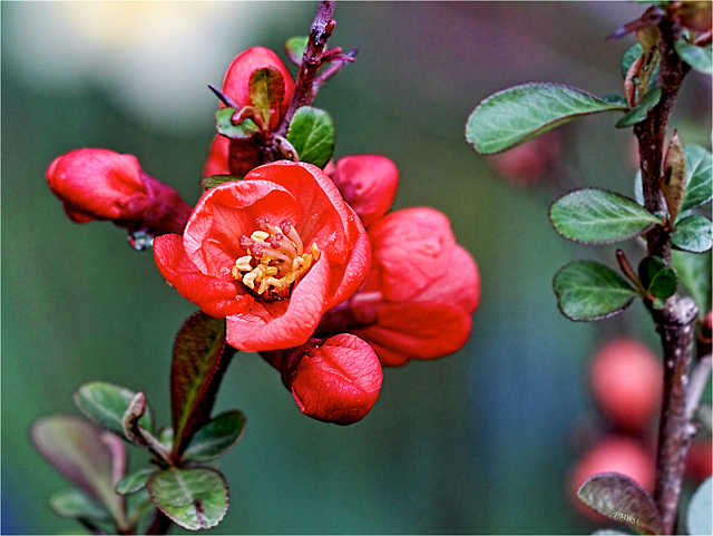 A Red Blossom