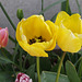 The yellow tulips just opened yesterday