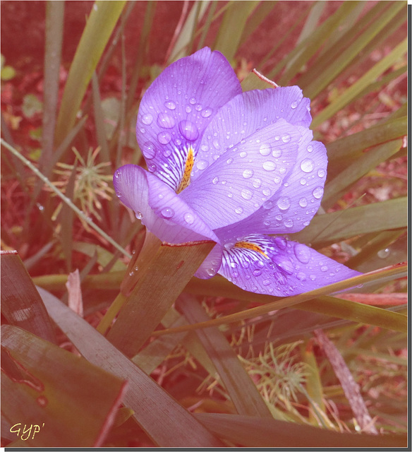 Iris algirica après la pluie ...