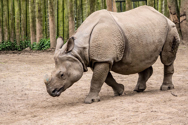 Asian rhino