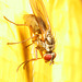 IMG 4702Fly