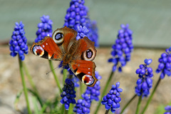 Peacock Butterfly on Grape Hyacinth (1)