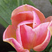 The delicate pink tulip